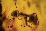 Detailed Fossil Ants (Formicidae) & Flies (Diptera) In Baltic Amber #90877-1